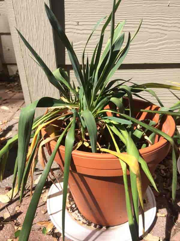 potted yucca plant with root rot