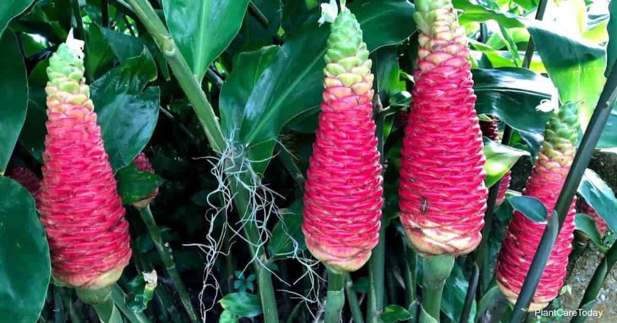 shampoo-ginger-lily-care-how-to-grow-zingiber-zerumbet