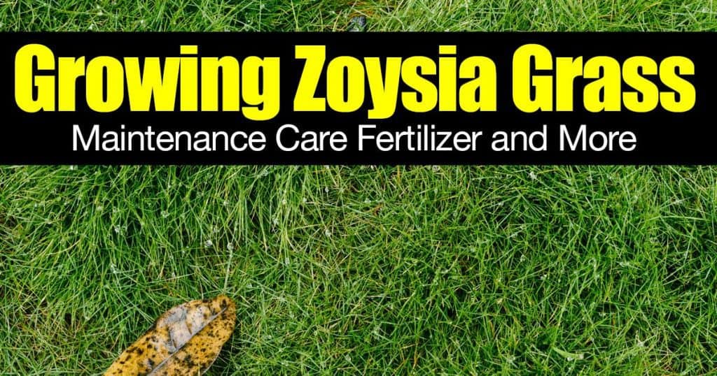 Growing Zoysia Grass Maintenance Care Fertilizer And More Growing Zoysia Grass Maintenance Care Fertilizer And More