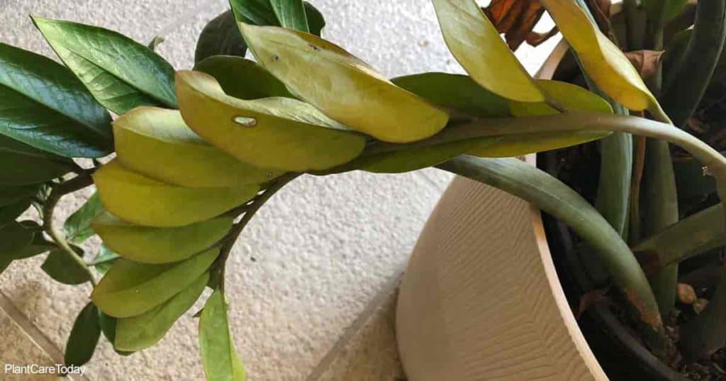 ZZ Plant with Yellow Leaves