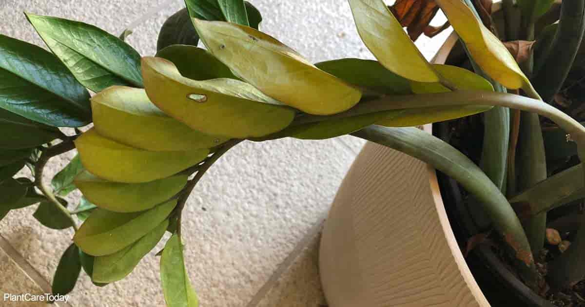 Why Does My ZZ Plant Have Yellow Leaves Causes And Fixes 